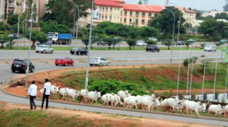 Stray Cows in FCT