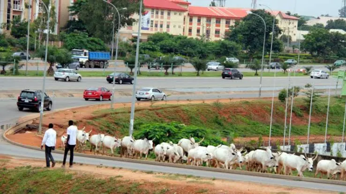 Stray Cows in FCT