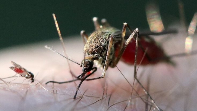 France reports first human Shamonda virus case (News Central TV)