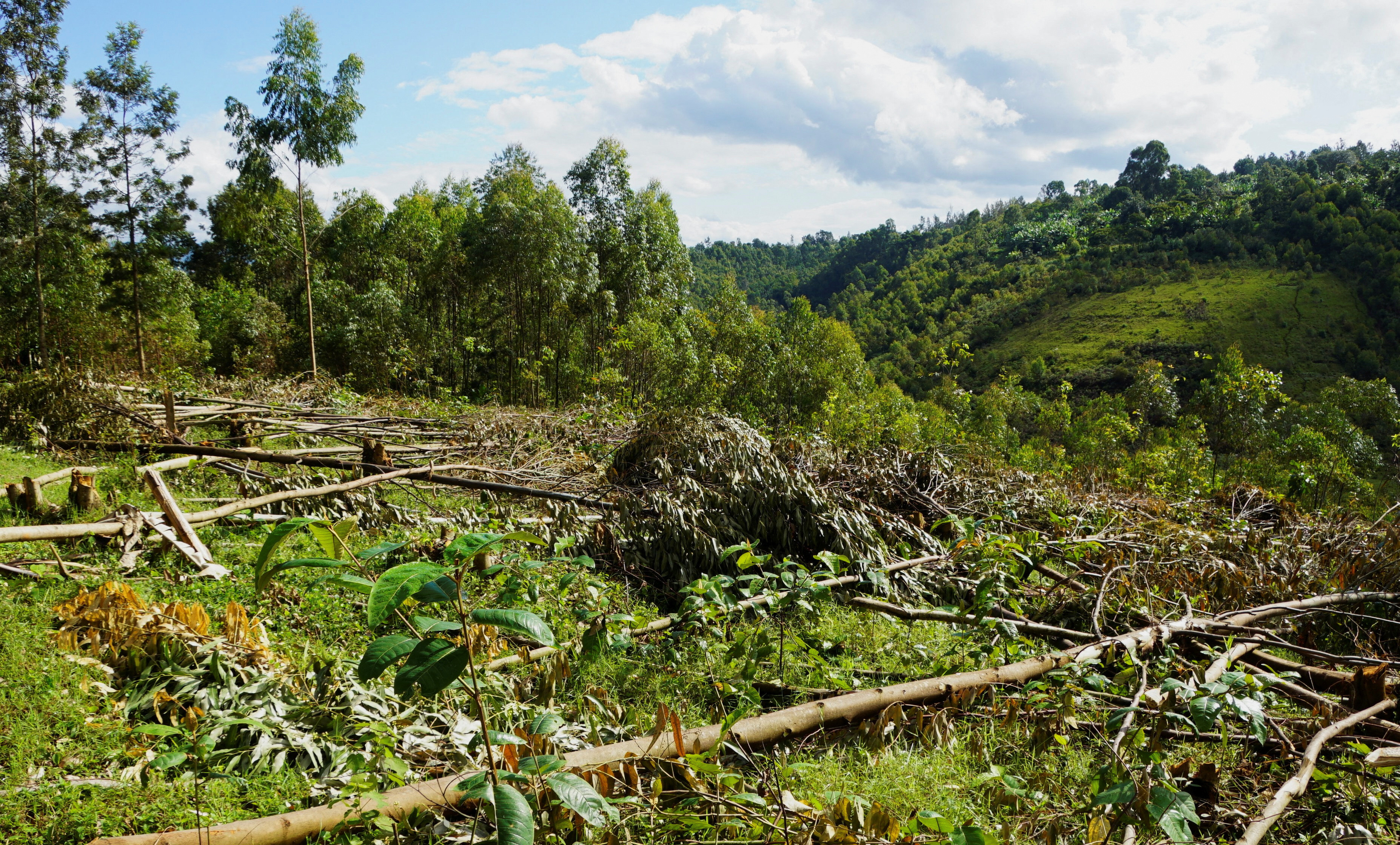 Deforestation drops globally, with spikes in Congo (News Central TV)