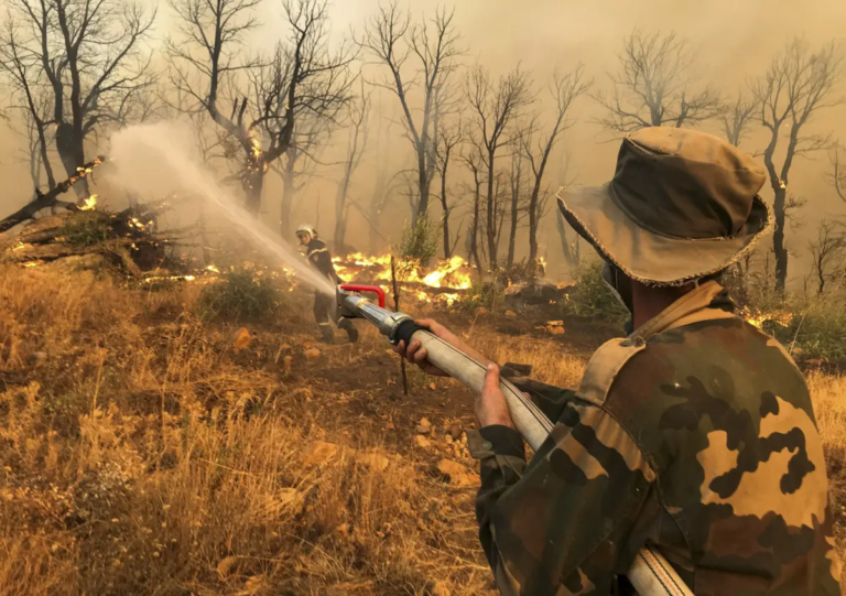 Algeria Extends Death Penalty to Forest Arsonists