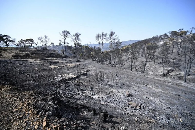 Algeria Extends Death Penalty to Forest Arsonists(News Central TV )