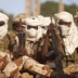 Chad mine clashes wound at least 72 troops (News Central TV)