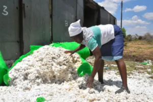 Cotton