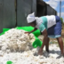 Cotton