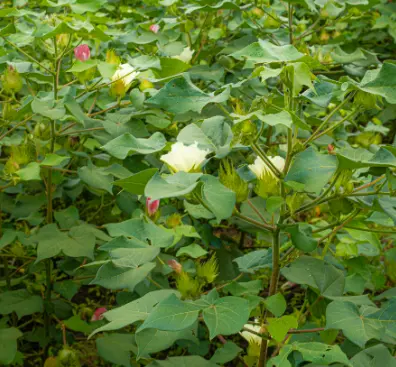 cotton farming (NC) 2