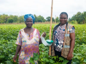 cotton farming (NC)