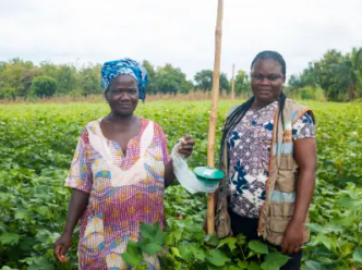 cotton farming (NC)