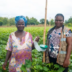 cotton farming (NC)