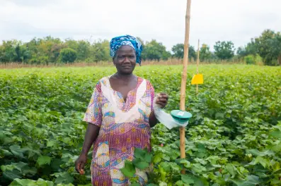 cotton farming