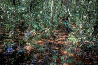 Deforestation drops globally, with spikes in Congo (News Central TV)