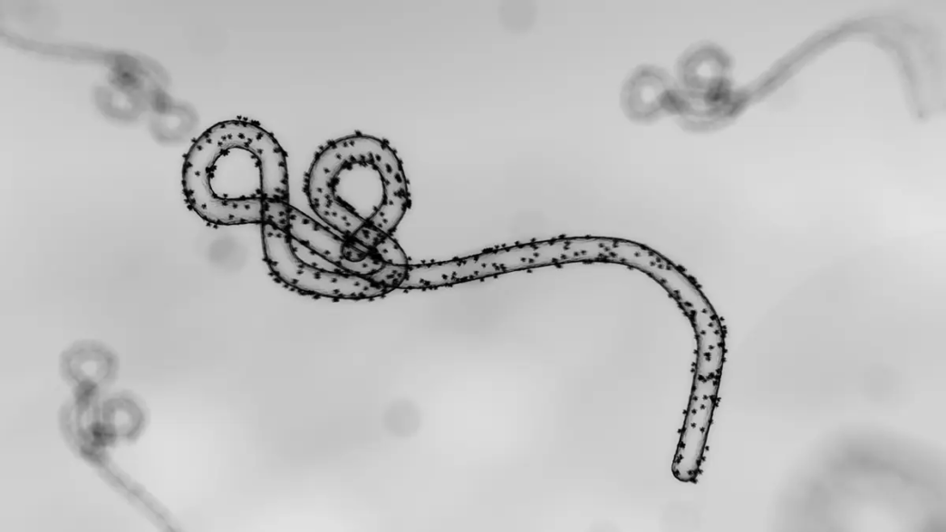 Ebola Bundibugyo Strain Shows No Early Symptoms(News Central TV)