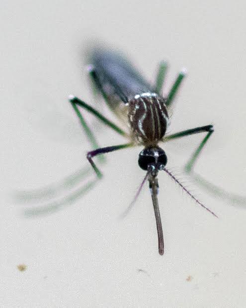 West nile virus kills two in Belgium (News Central TV)