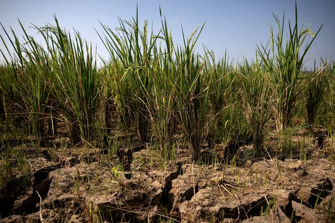 El Niño drought deepens Sudan famine risk (News Central TV)