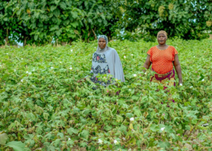 Organic Cotton Gives Benin Women Financial Independence (2)