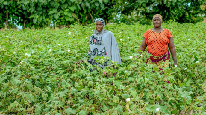 Organic Cotton Gives Benin Women Financial Independence (2)