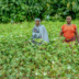 Organic Cotton Gives Benin Women Financial Independence (2)