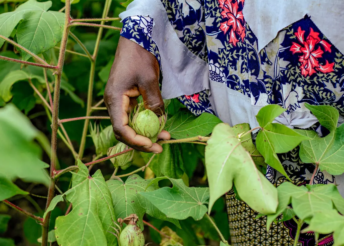 Organic Cotton Gives Benin Women Financial Independence