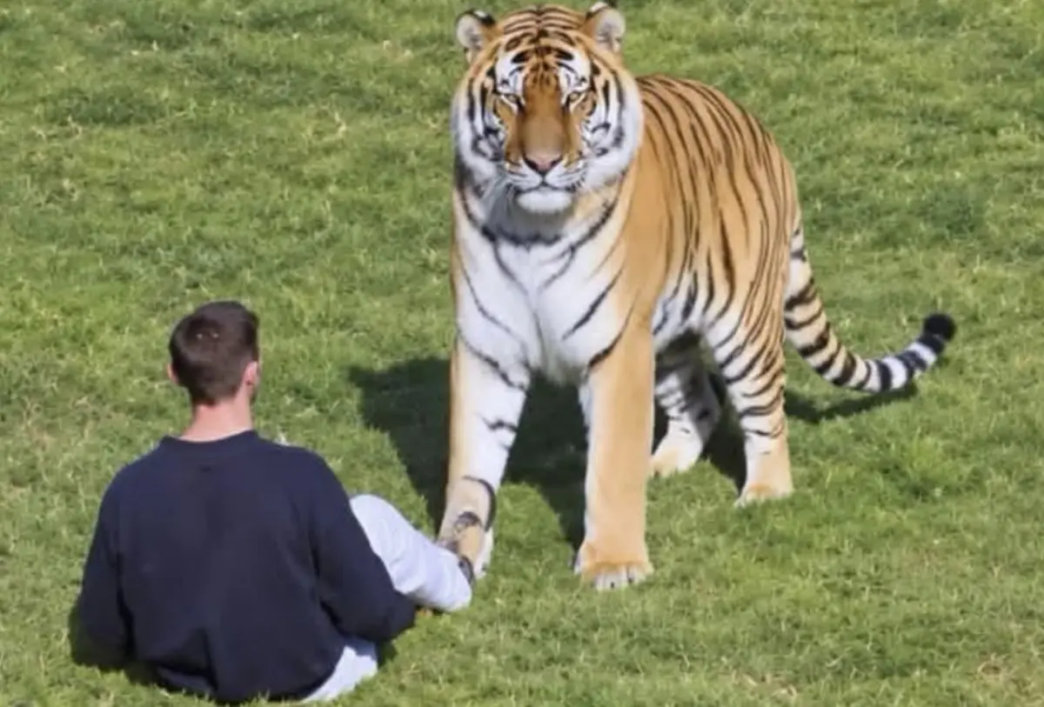 UK: Man Dies After Entering Tiger Enclosure