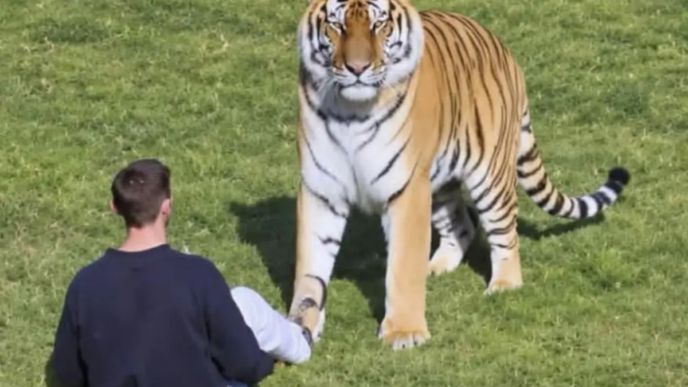 UK: Man Dies After Entering Tiger Enclosure