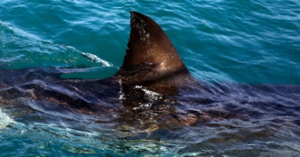 Shark attack kills swimmer in Eastern Cape (News Central TV)