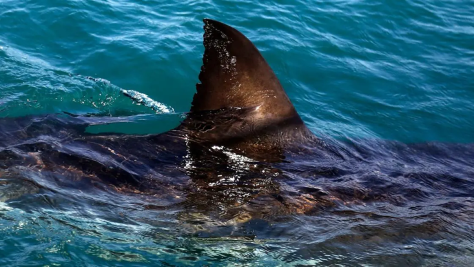 Shark attack kills swimmer in Eastern Cape (News Central TV)
