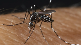 West nile virus kills two in Belgium (News Central TV)