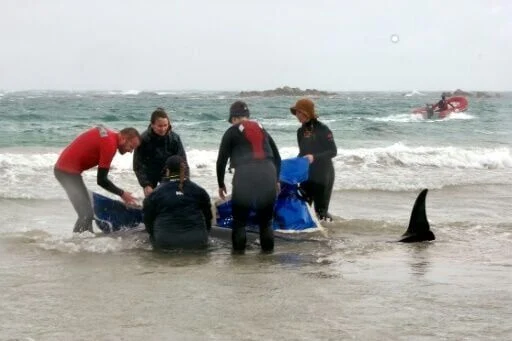 90 Stranded Dolphins in Tasmania to Be Killed After Rescue Efforts Fail