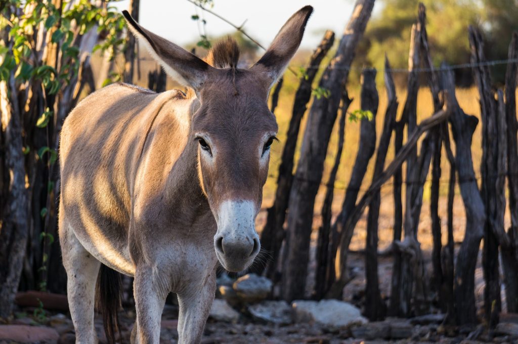 African Union Enforces Ban on Donkey Skin Trade
