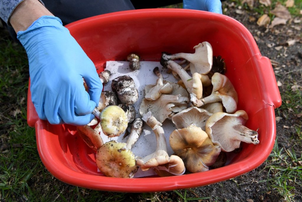Australian Woman Guilty of Triple Murder With Toxic Mushrooms