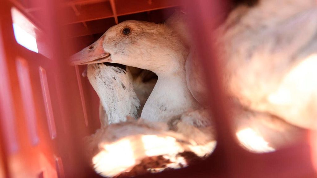 Bird Flu in Mammals More Than Doubles, Heightening Human Risk: WOAH