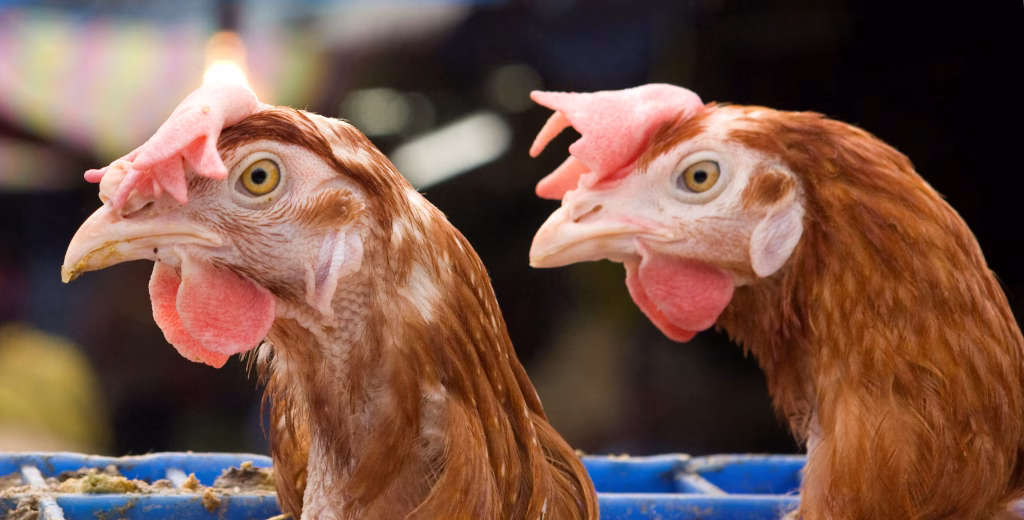  Brazil Declares Itself Free of Bird Flu, Resume Poultry Exports