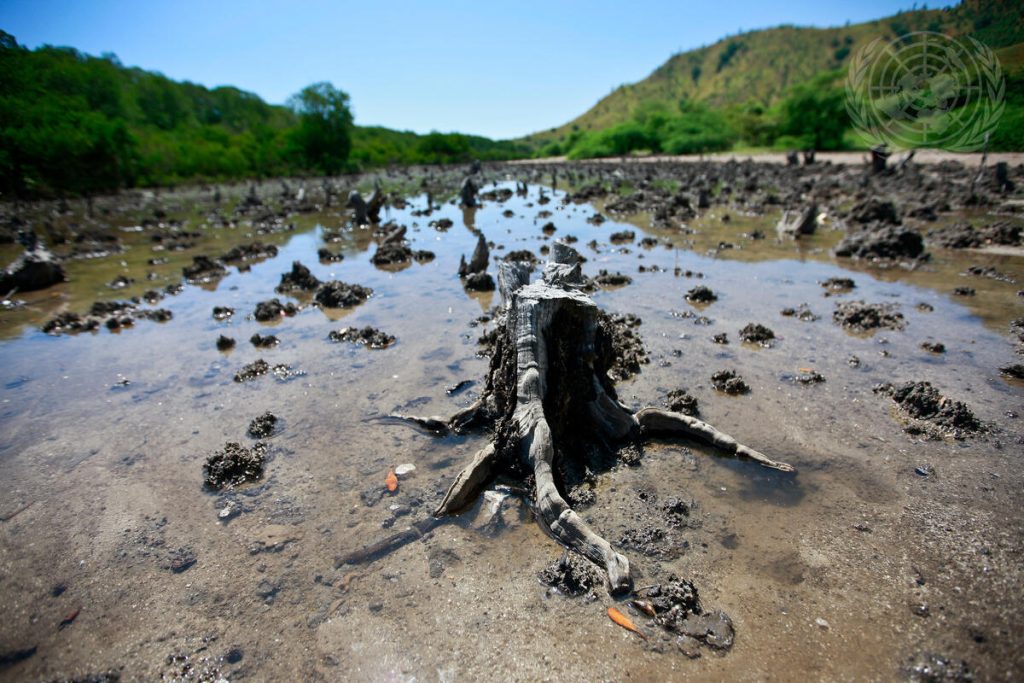 Climate Change Expert Concerned on Destruction of Mangroves
