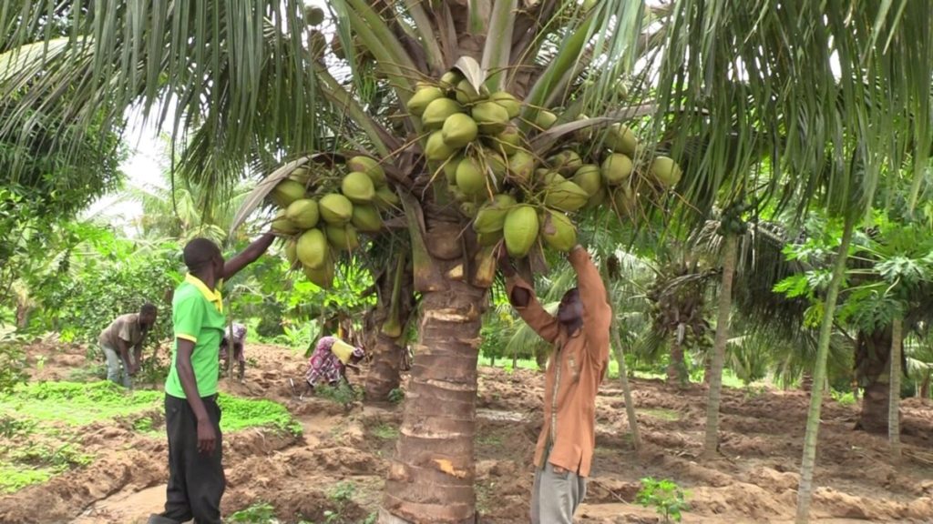 According to the Food and Agriculture Organisation (FAO), around 10 million households in Sub-Saharan Africa depend on coconut-based livelihoods, underscoring the tree’s dual role as a cultural symbol and a crucial economic resource.