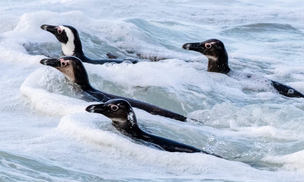 Court Halts Fishing to Protect African Penguins from Extinction