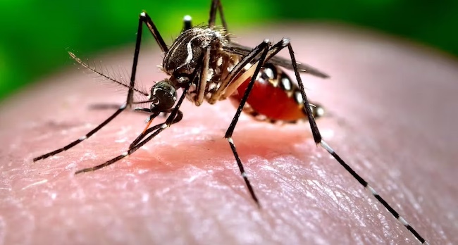 Dengue Fever Outbreak Confirmed in Sokoto State, NCDC Activates Response Measures