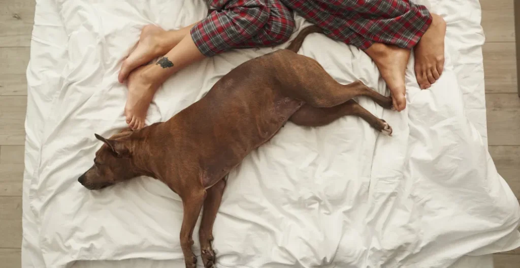 Dog Accidentally Shoots Sleeping Owner in Memphis