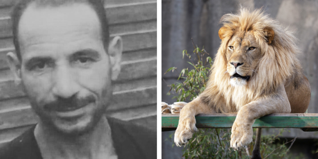 Egyptian Zookeeper Killed by Lion in Tragic Attack at Fayoum Zoo