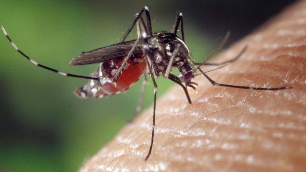 Europe at Risk of Endemic Mosquito-Borne Diseases Due to Climate Change