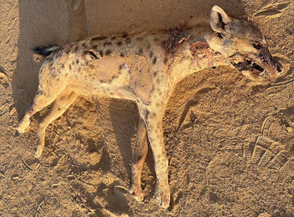 First Spotted Hyena in Egypt in 5,000 Years Stuns Researchers