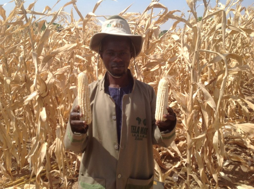 GMO TELA MAIZE (NEWS CENTRAL TV)