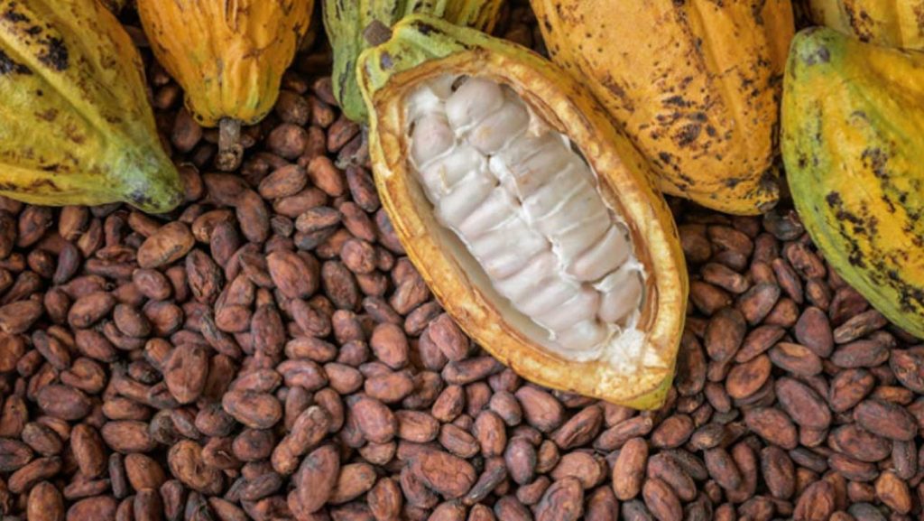 Ghana Implements 45% Cocoa Price Hike to Curb Smuggling, Support Farmers