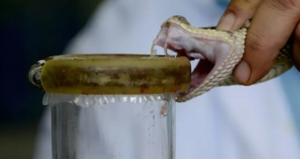 Ghana to Begin Snake Anti-Venom Production