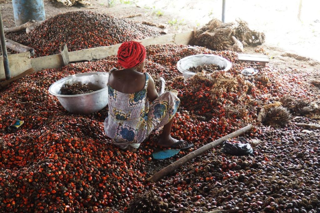 Ghana to Cut Palm Oil Imports by $2 Billion