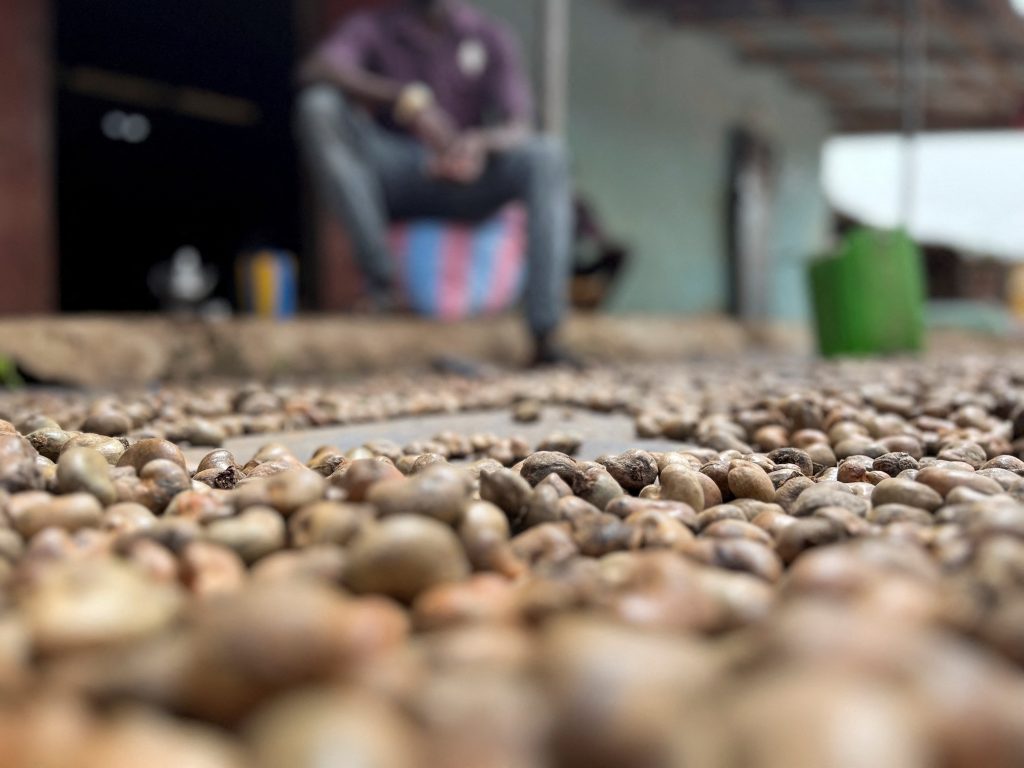 Ivory Coast Boosts Cashew Output Despite Export Setbacks