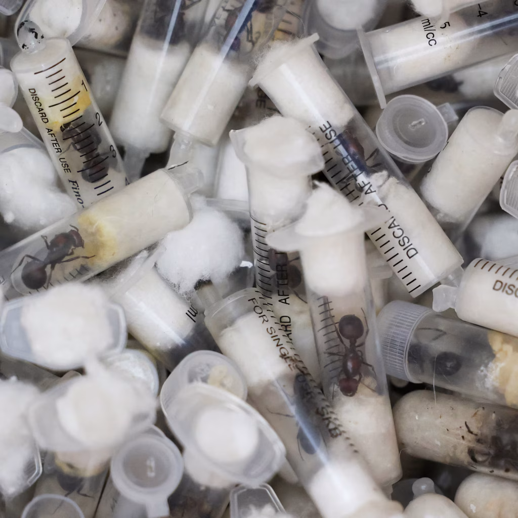 Kenyan Court Fines Four for Smuggling Thousands of Queen Ants