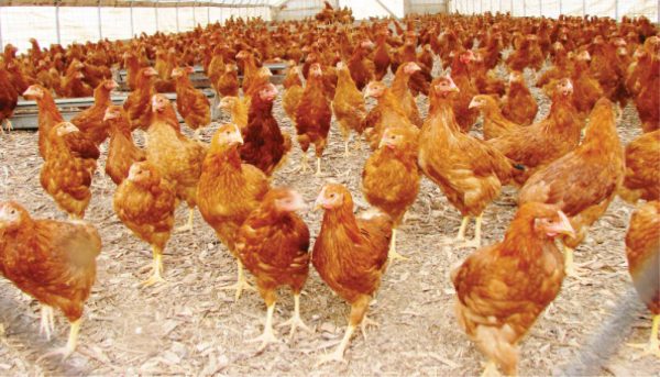 Lagos Poultry Farmers Predict Reduction in Egg Prices