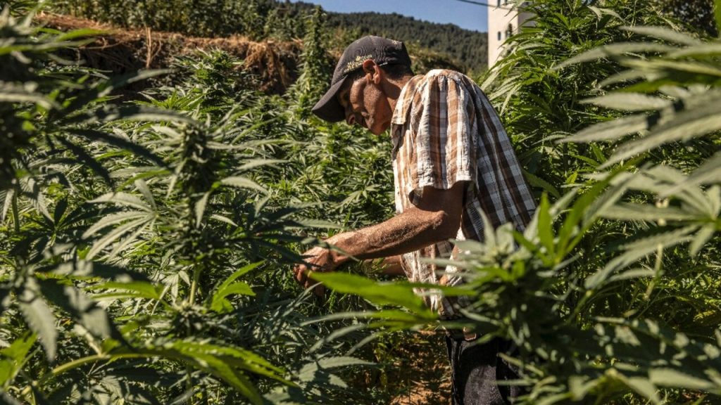Morocco Pardons 4,800 Cannabis Farmers as Part of New Legalisation Strategy