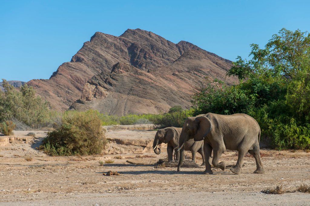 Namibia Begins Controversial Cull of Wild Animals Due to Extreme Drought