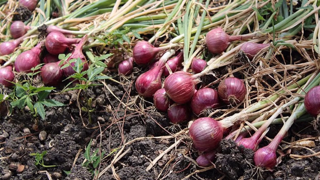 BoI and RMRDC Partnership: Targets Post-Harvest Onion Losses and Export Opportunities